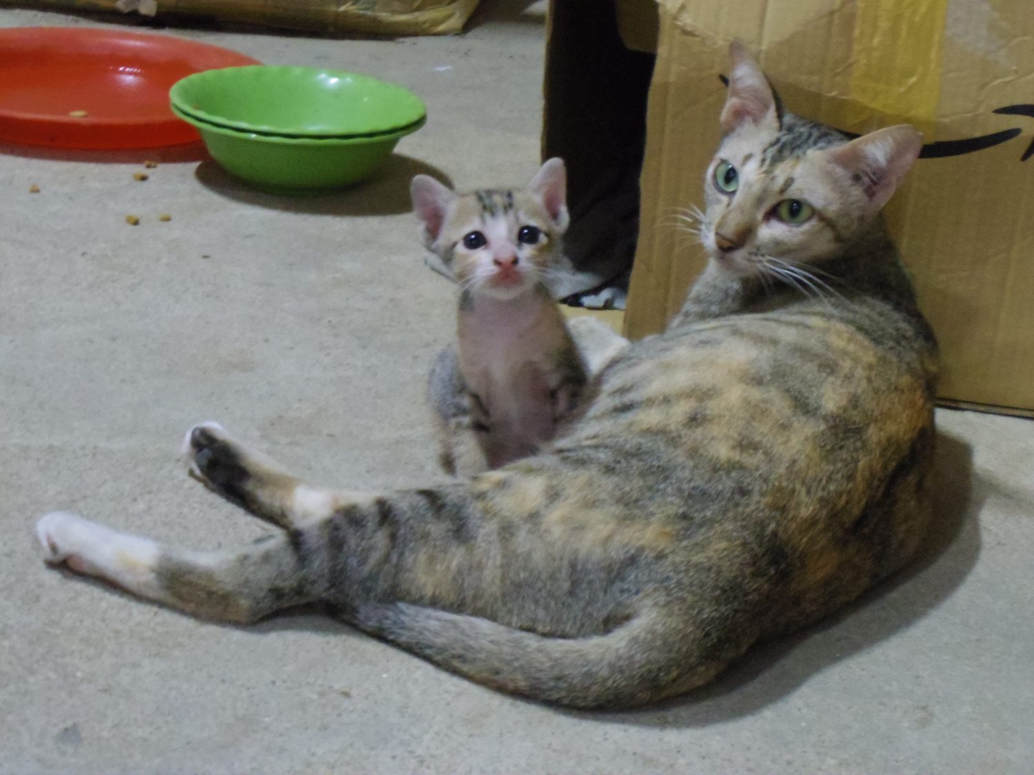 Cats in Cambodia Animal Traveler