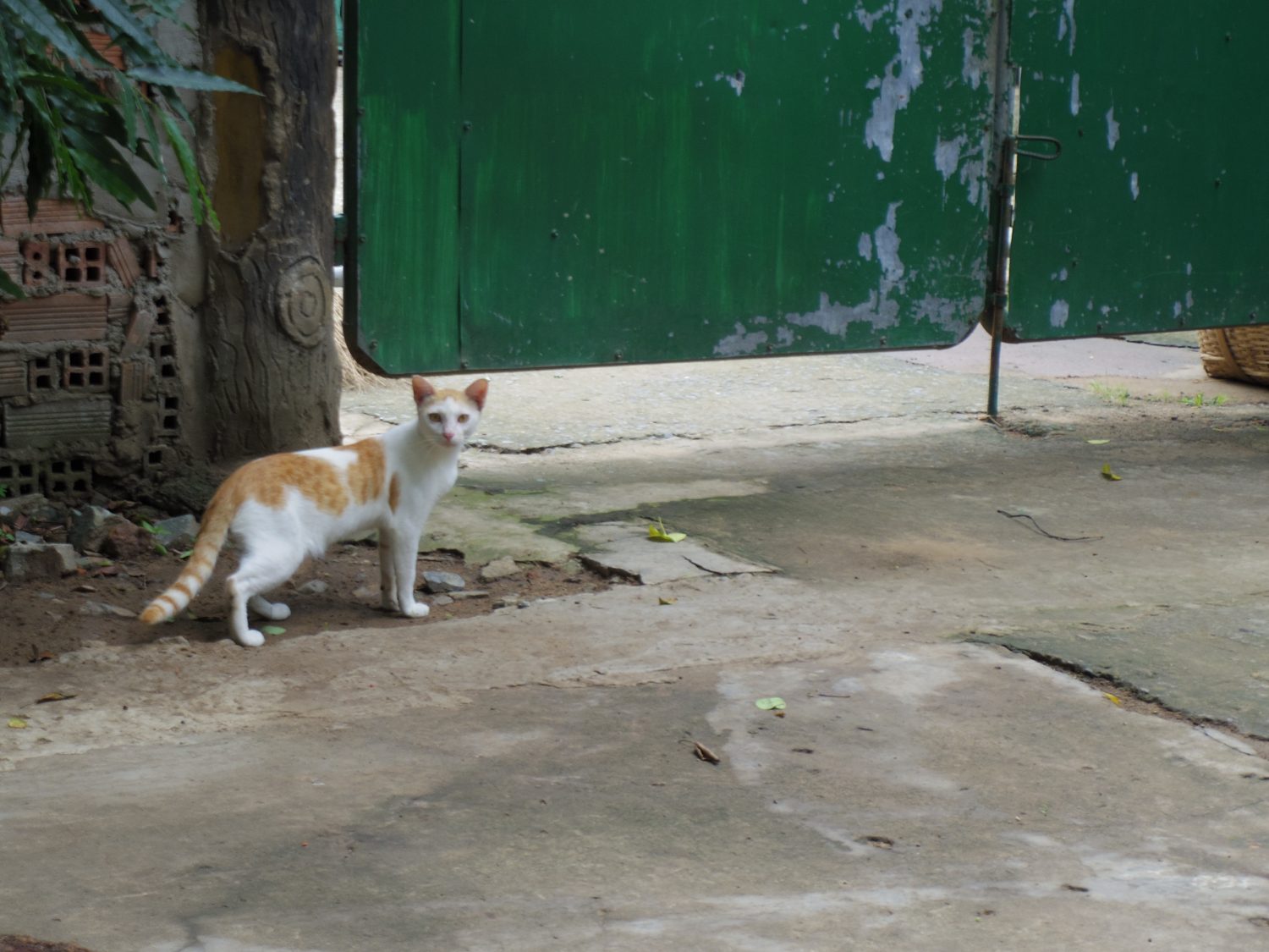 Cats in Vietnam Animal Traveler