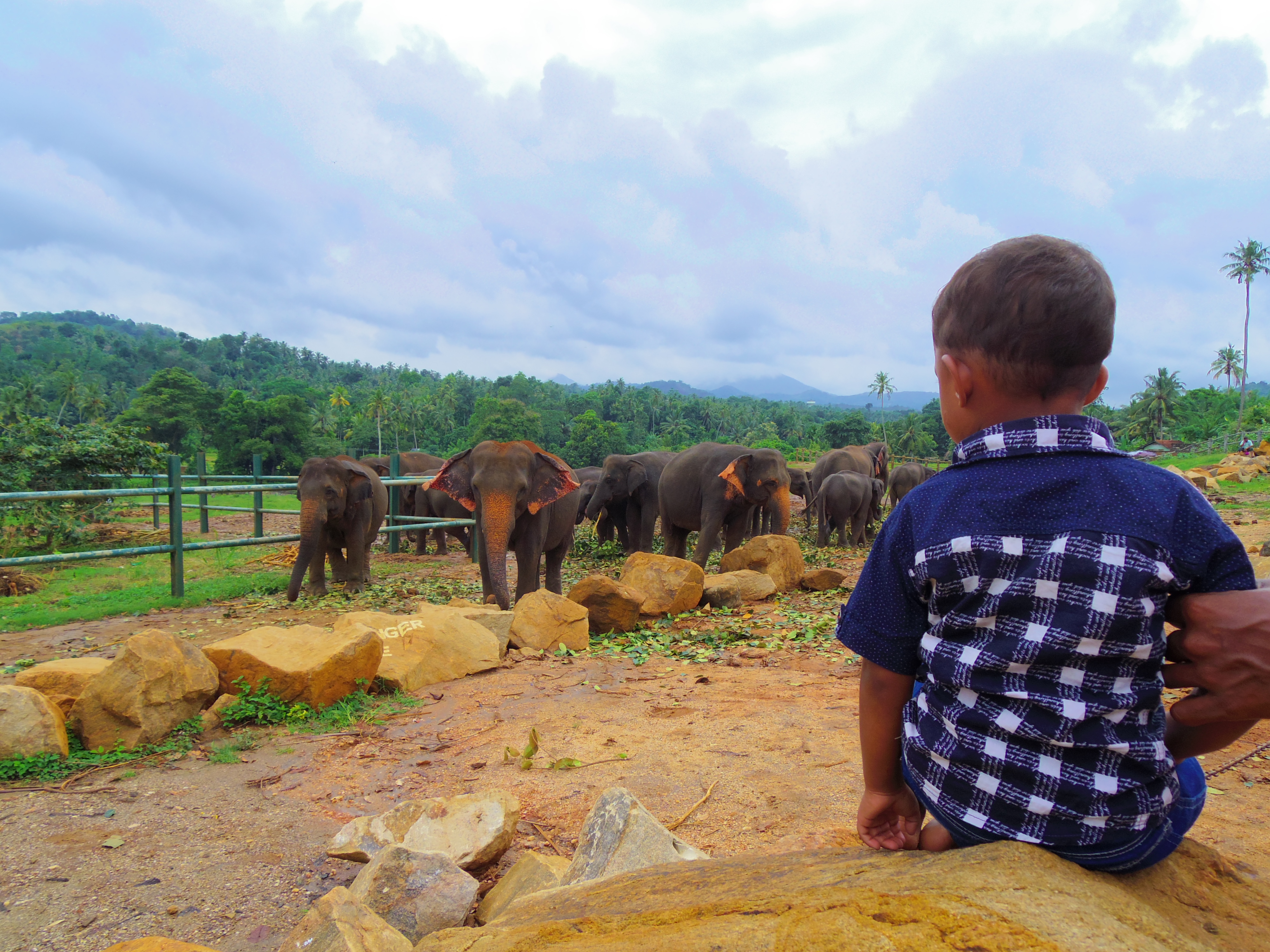 ピンナワラの象の孤児院に行ってみて感じたこと。