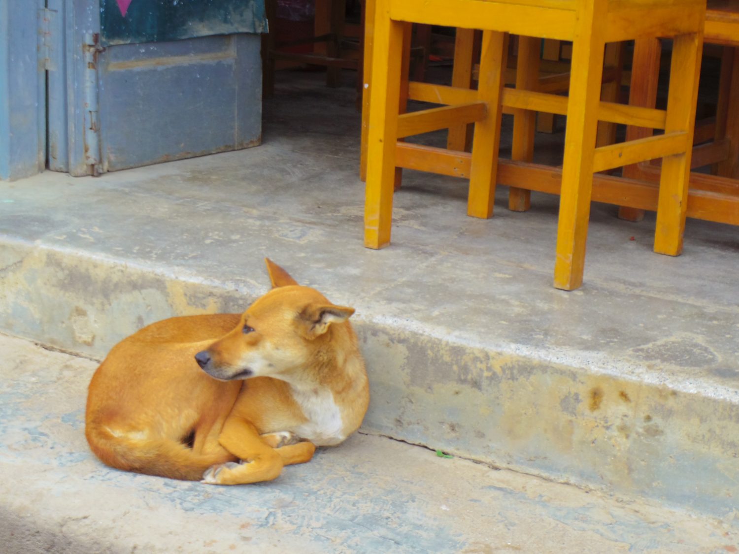 Dogs in Myanmar | Animal Traveler