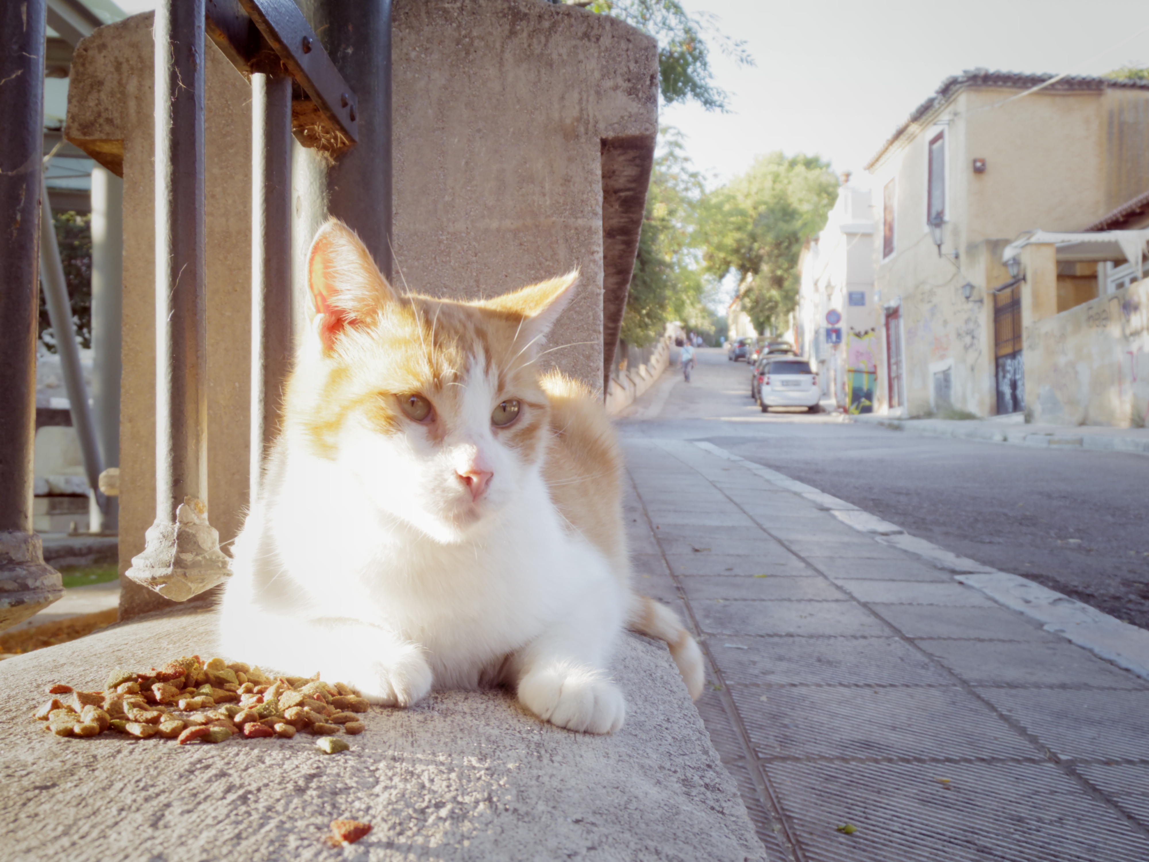 アテネ猫歩き。