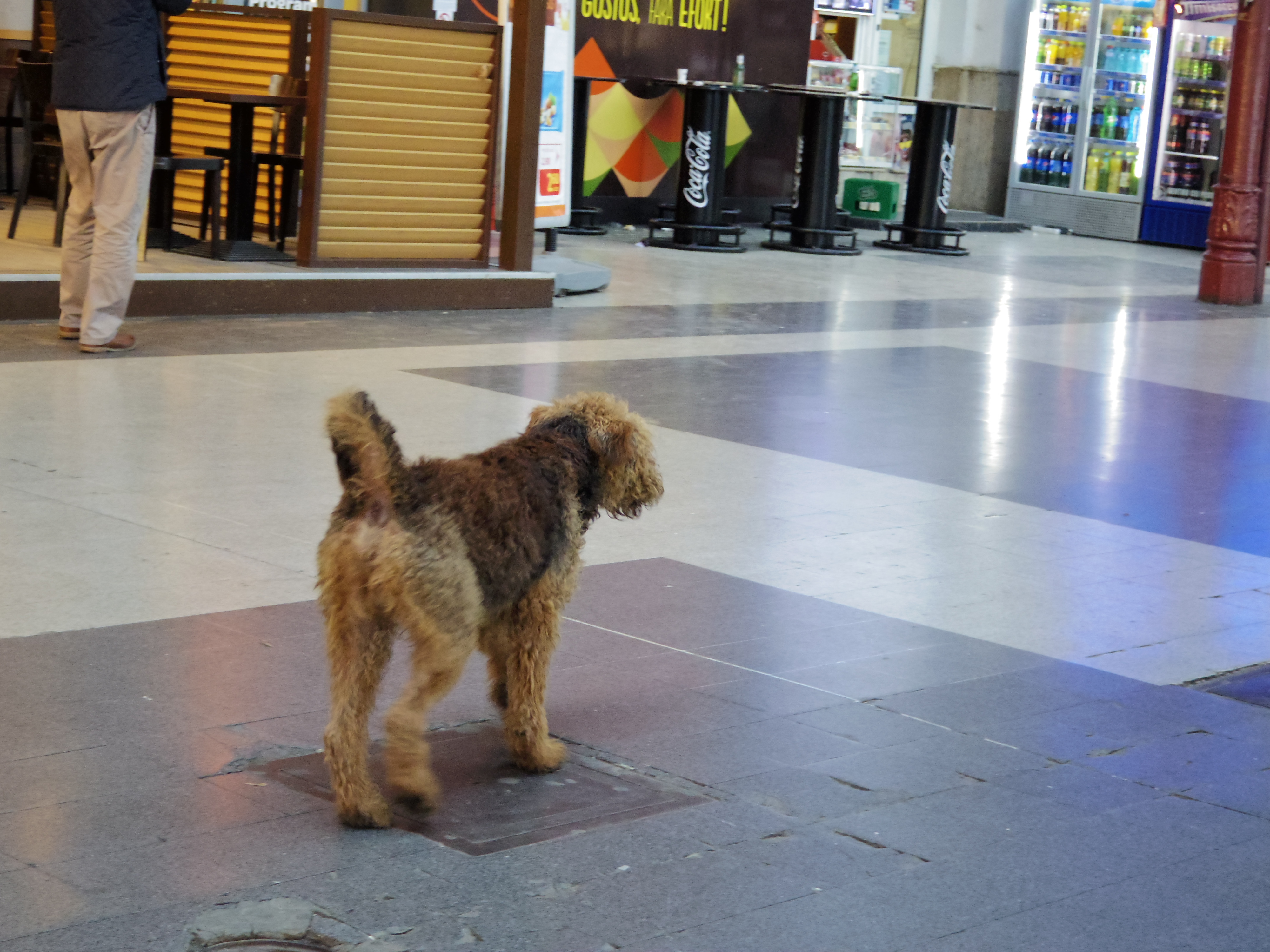 【ルーマニア・ブカレストの治安】野良犬の咬傷被害が多いと言われる街の現実は？？