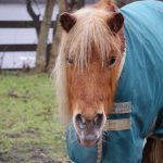 【イギリスの動物】リーズにある馬とポニーの保護施設に行って来た。