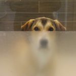 【アメリカの動物保護施設】サンフランシスコのSPCAを見学。犬編。